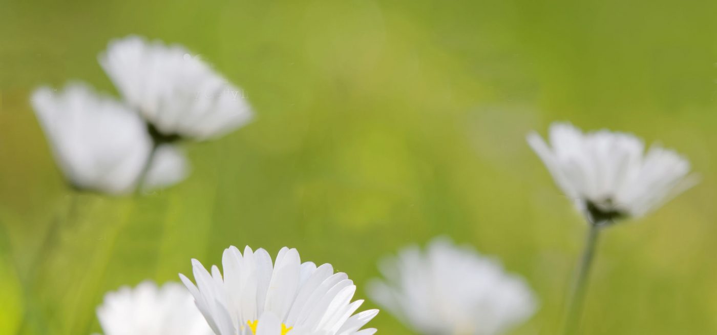 Dowsing For Vitality