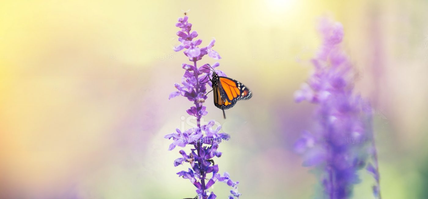 Dowsing For Vitality