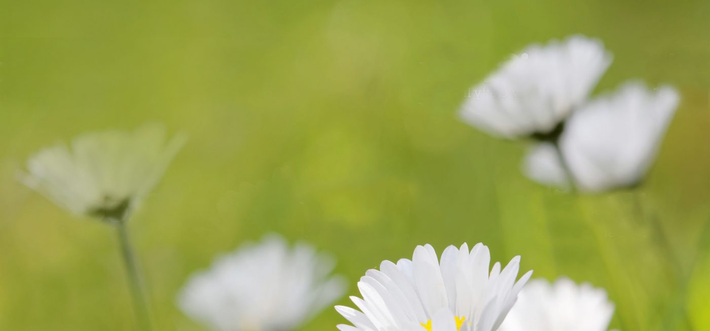 Dowsing For Vitality