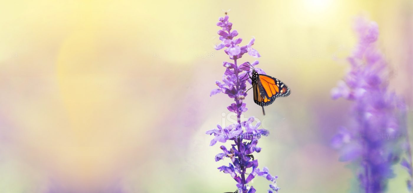 Dowsing For Vitality