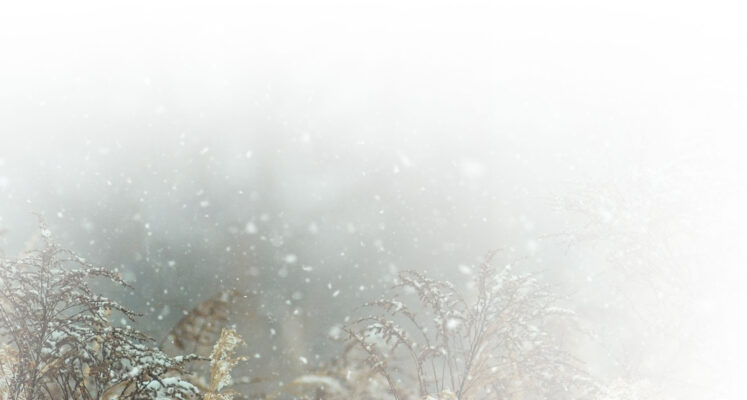 organic-flower-essence-background christmas